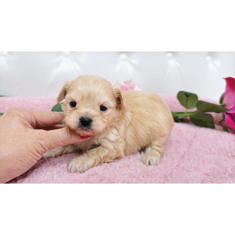 販売中の埼玉県のチワプー:チワワ×トイプードル-433835の3枚目