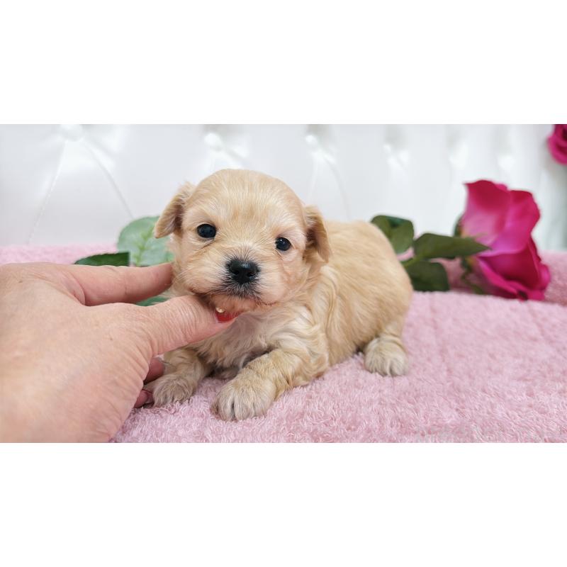 販売中の埼玉県のチワプー:チワワ×トイプードル-433835の2枚目