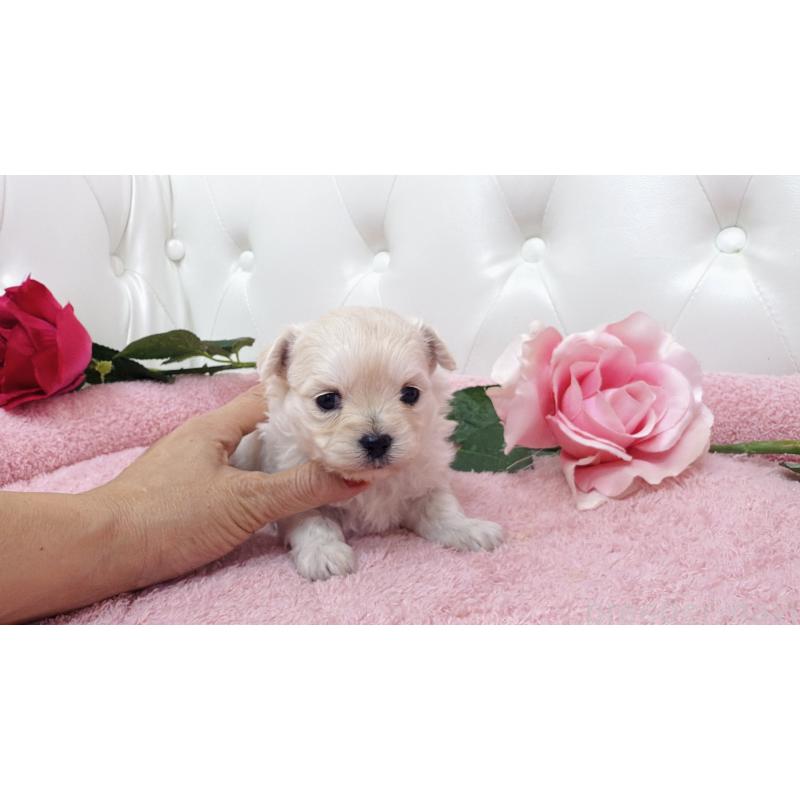 販売中の埼玉県のチワプー:チワワ×トイプードル-433837の8枚目