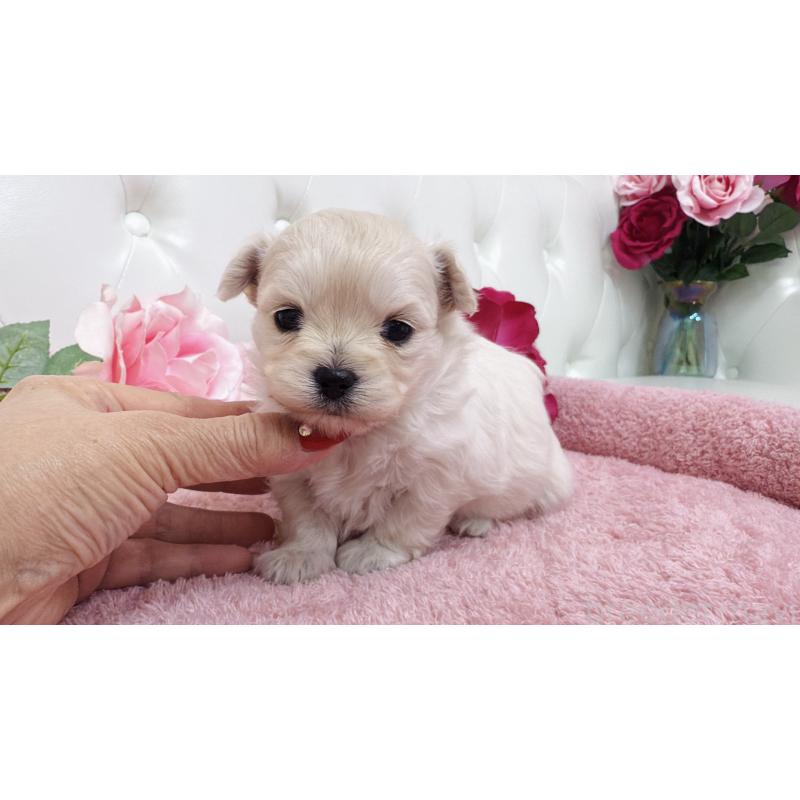 販売中の埼玉県のチワプー:チワワ×トイプードル-433837の7枚目