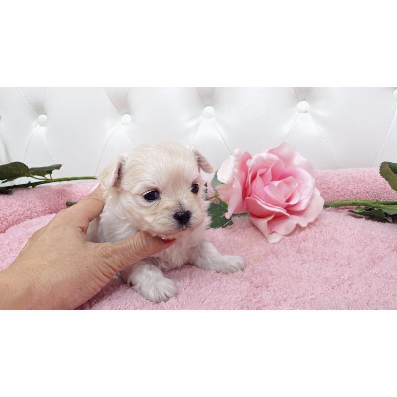 販売中の埼玉県のチワプー:チワワ×トイプードル-433837の6枚目