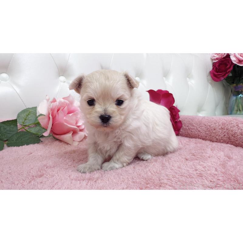 販売中の埼玉県のチワプー:チワワ×トイプードル-433837の5枚目