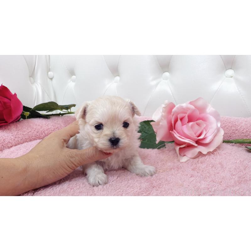 販売中の埼玉県のチワプー:チワワ×トイプードル-433837の4枚目