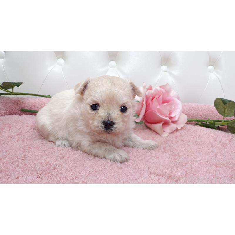 販売中の埼玉県のチワプー:チワワ×トイプードル-433837の2枚目