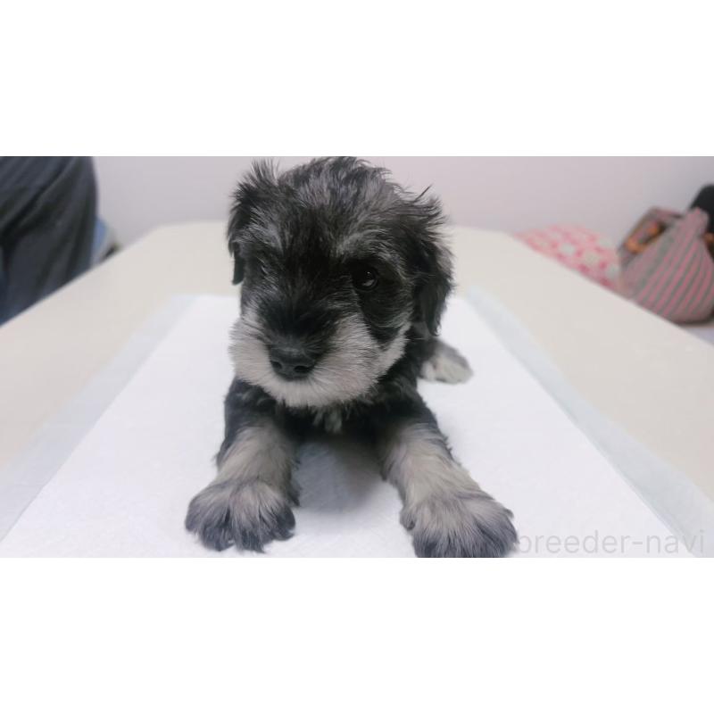 販売中の茨城県のミニチュアシュナウザー-433836の3枚目