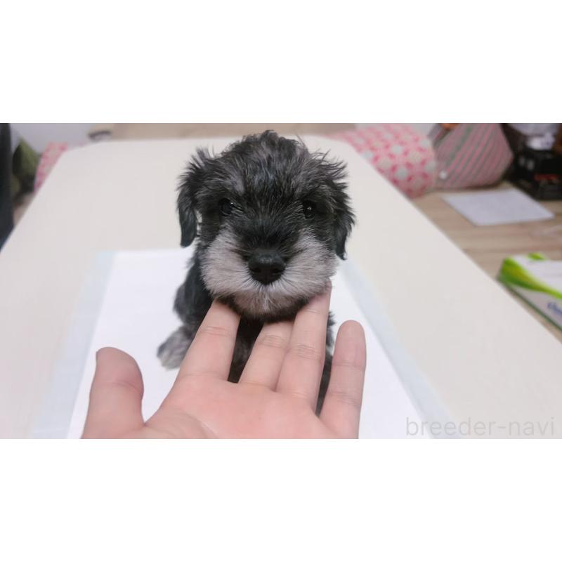 販売中の茨城県のミニチュアシュナウザー-433836の2枚目