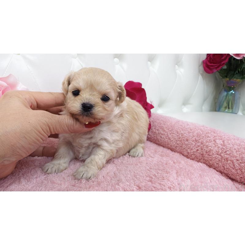 販売中の埼玉県のチワプー:チワワ×トイプードル-433838