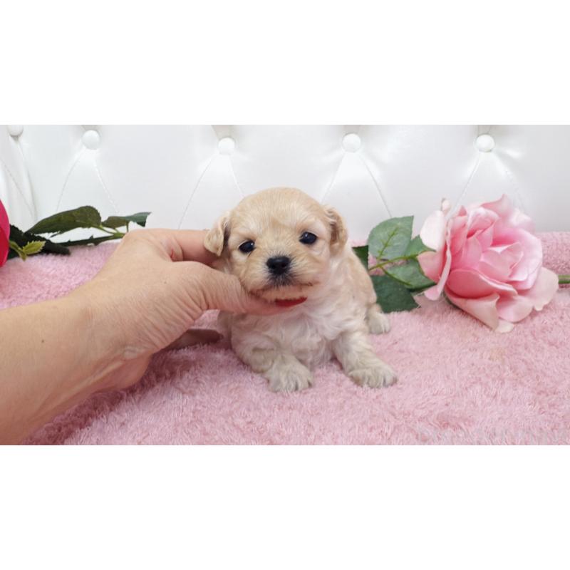 販売中の埼玉県のチワプー:チワワ×トイプードル-433838の8枚目