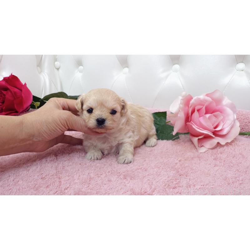 販売中の埼玉県のチワプー:チワワ×トイプードル-433838の7枚目