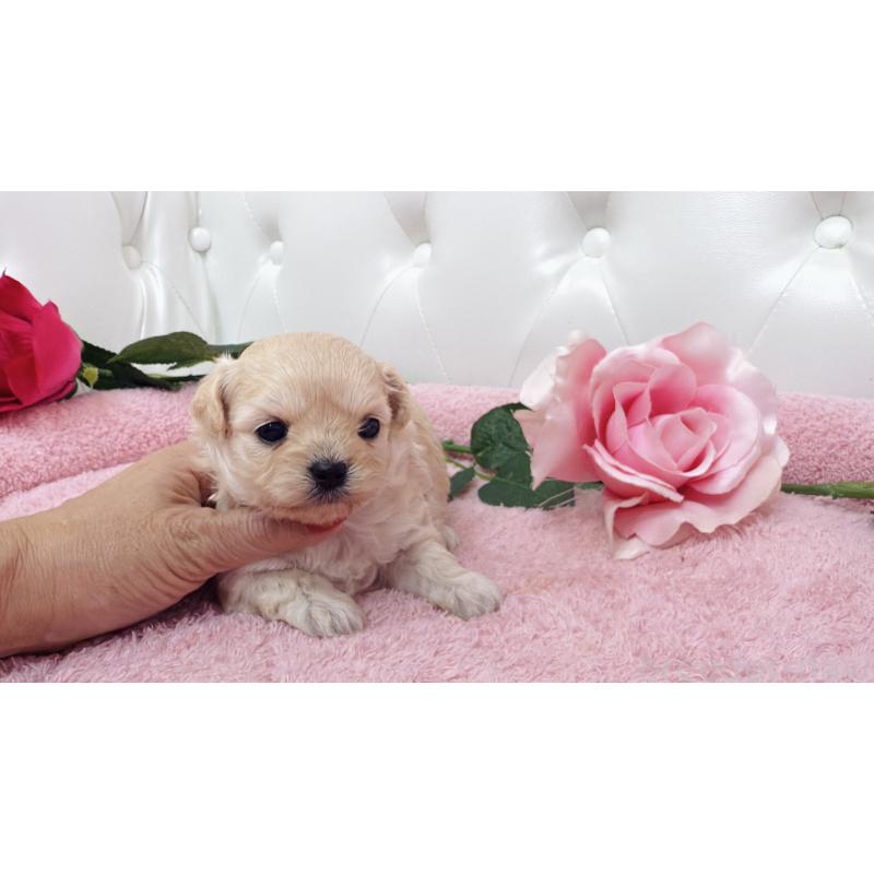 販売中の埼玉県のチワプー:チワワ×トイプードル-433838の6枚目