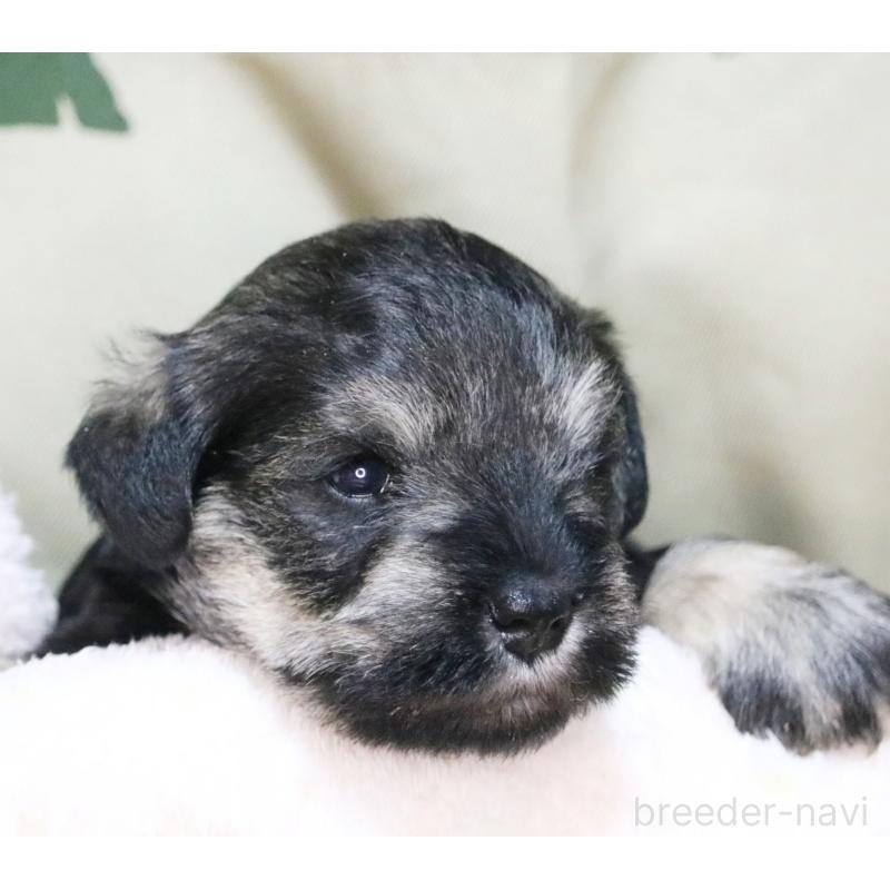 販売中の静岡県のミニチュアシュナウザー-433841の6枚目