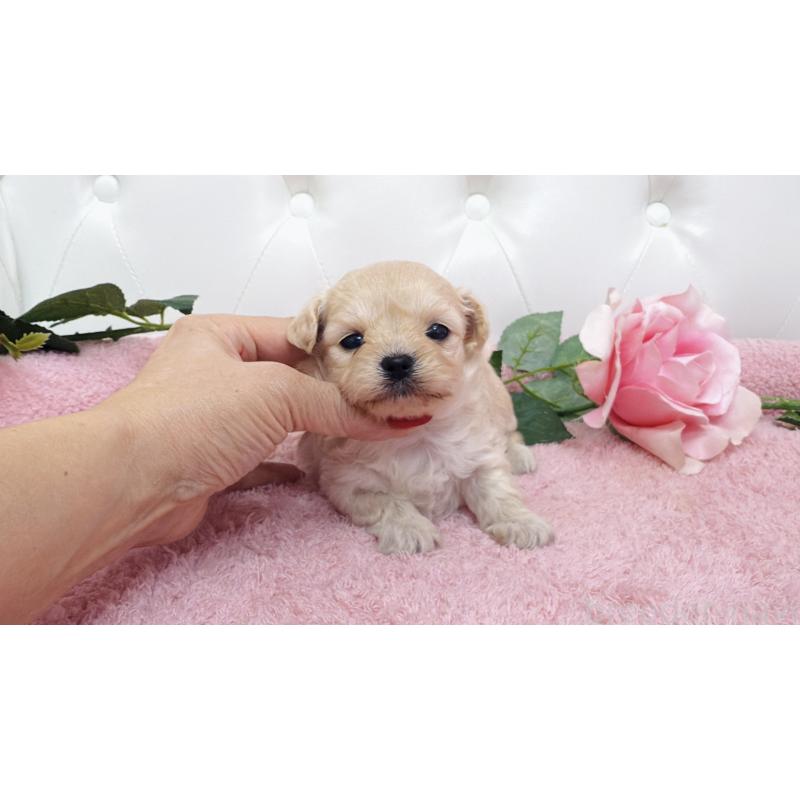 販売中の埼玉県のチワプー:チワワ×トイプードル-433838の4枚目