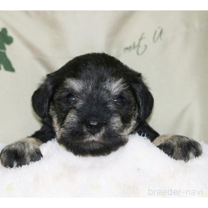 販売中の静岡県のミニチュアシュナウザー-433841の5枚目