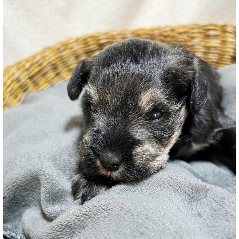 販売中の静岡県のミニチュアシュナウザー-433841の4枚目