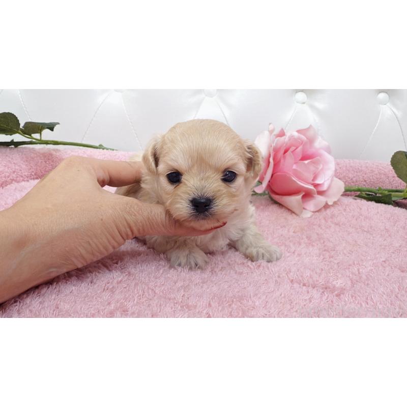 販売中の埼玉県のチワプー:チワワ×トイプードル-433838の3枚目