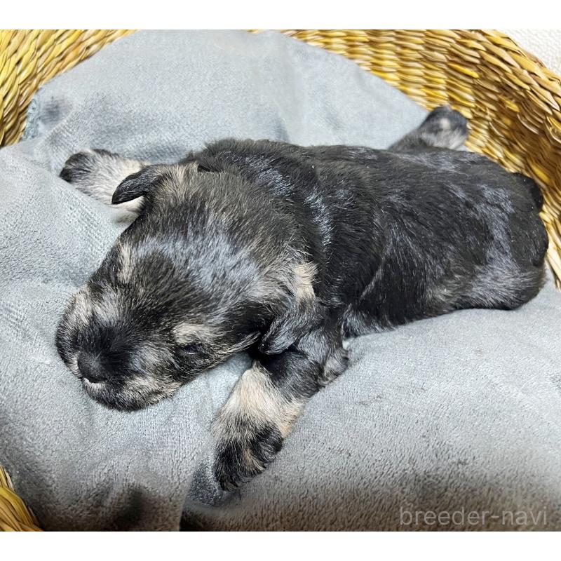 販売中の静岡県のミニチュアシュナウザー-433841の3枚目