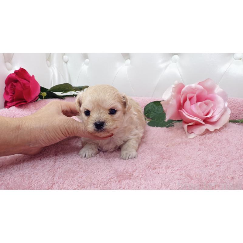 販売中の埼玉県のチワプー:チワワ×トイプードル-433838の2枚目