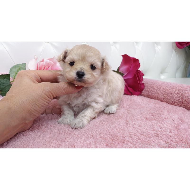 販売中の埼玉県のチワプー:チワワ×トイプードル-433840