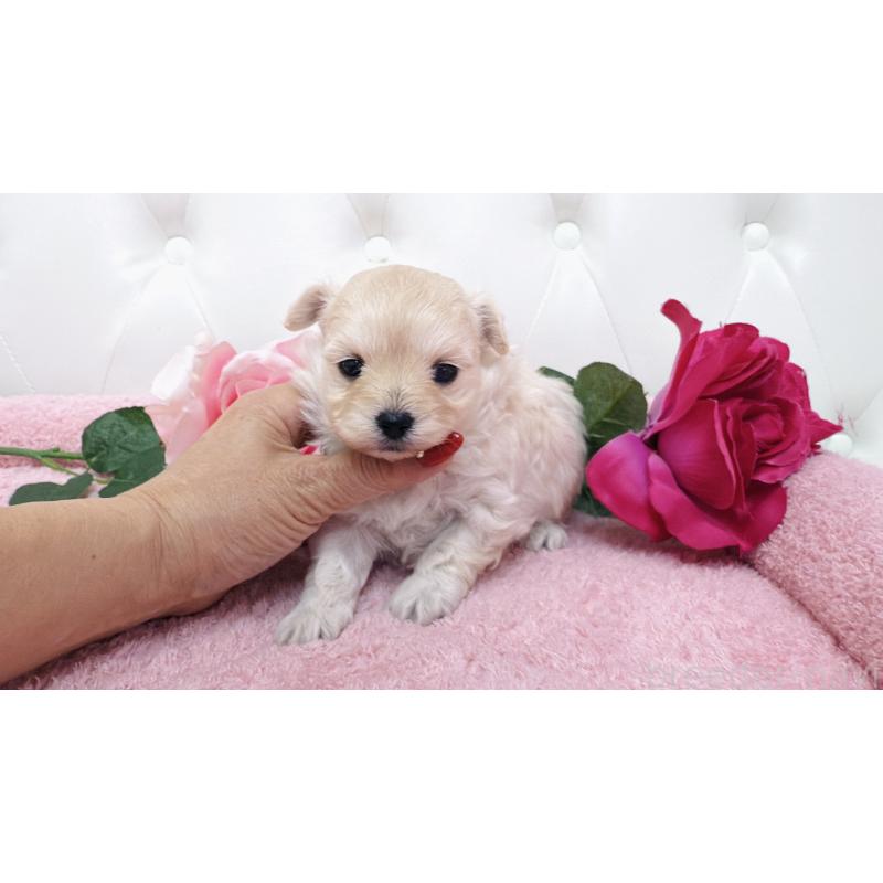 販売中の埼玉県のチワプー:チワワ×トイプードル-433840の11枚目