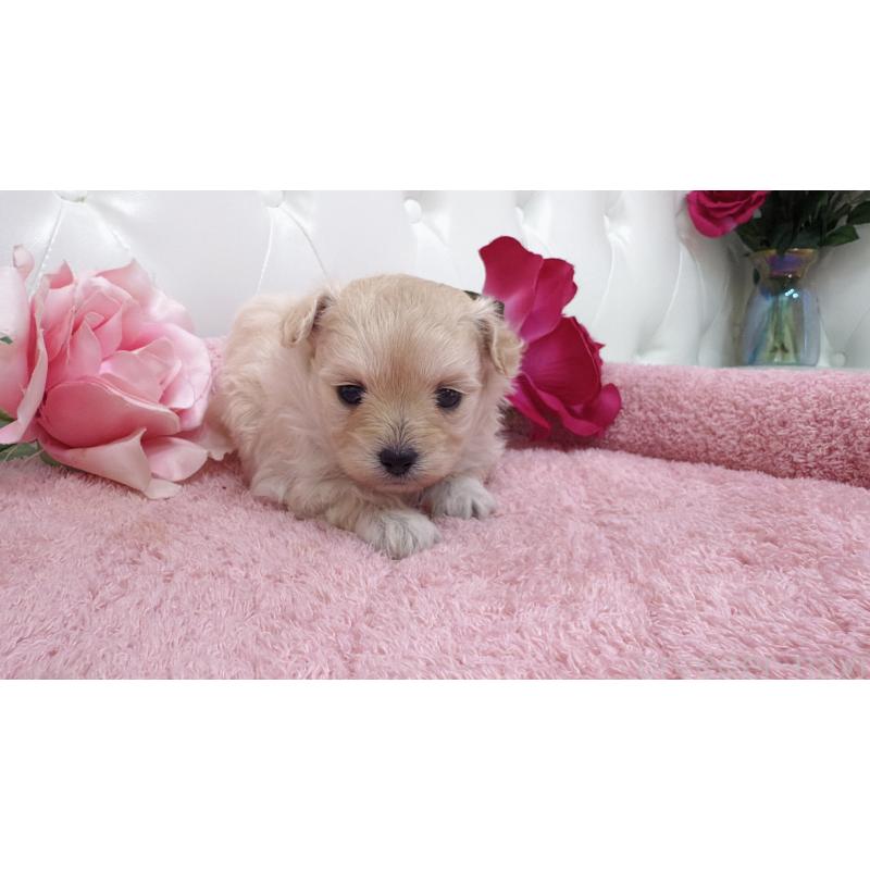 販売中の埼玉県のチワプー:チワワ×トイプードル-433840の10枚目