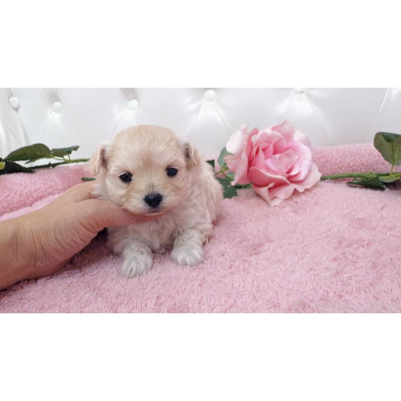 販売中の埼玉県のチワプー:チワワ×トイプードル-433840の9枚目