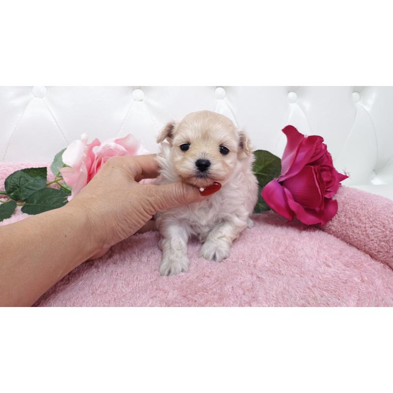 販売中の埼玉県のチワプー:チワワ×トイプードル-433840の8枚目