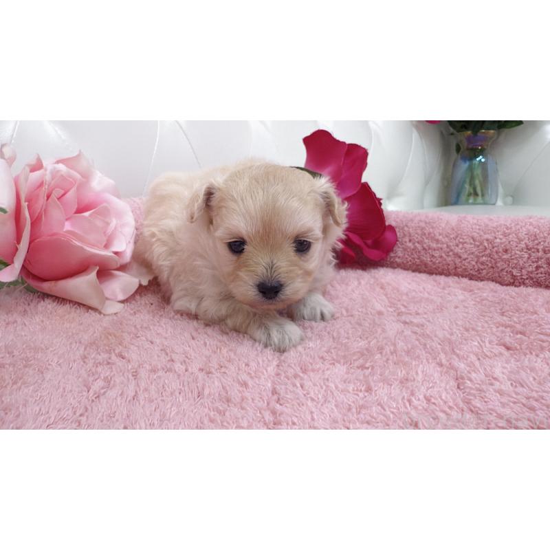 販売中の埼玉県のチワプー:チワワ×トイプードル-433840の7枚目