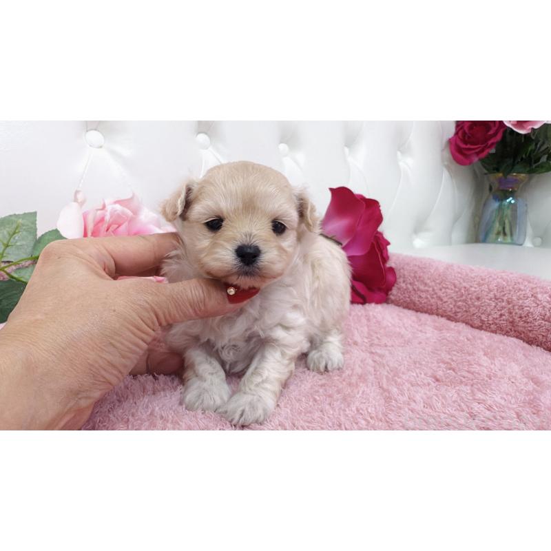 販売中の埼玉県のチワプー:チワワ×トイプードル-433840の6枚目