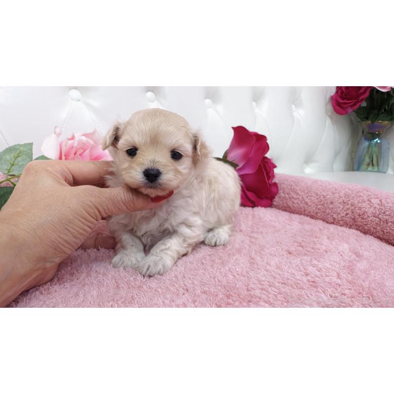 販売中の埼玉県のチワプー:チワワ×トイプードル-433840の5枚目