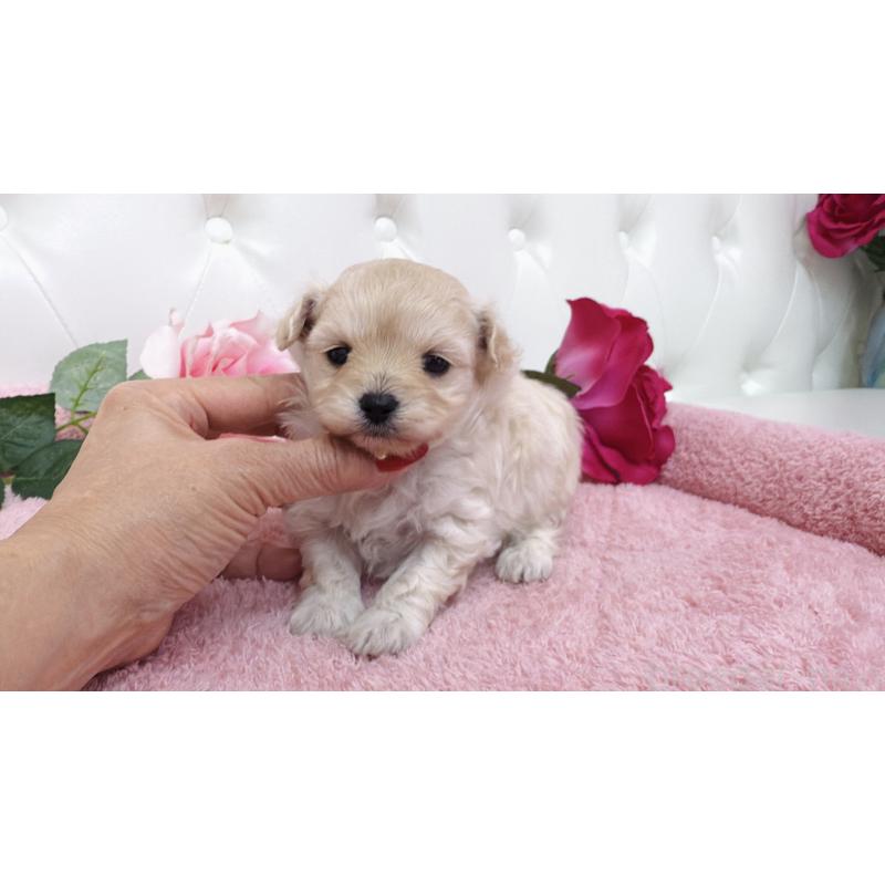 販売中の埼玉県のチワプー:チワワ×トイプードル-433840の4枚目