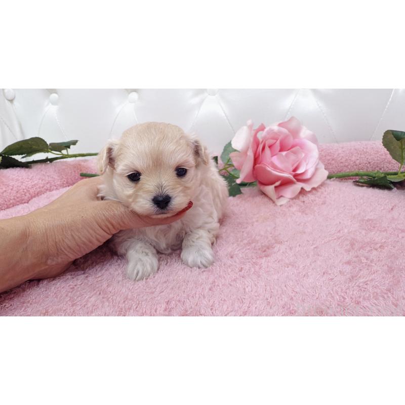 販売中の埼玉県のチワプー:チワワ×トイプードル-433840の3枚目