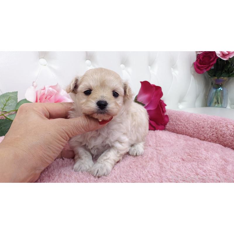 販売中の埼玉県のチワプー:チワワ×トイプードル-433840の2枚目