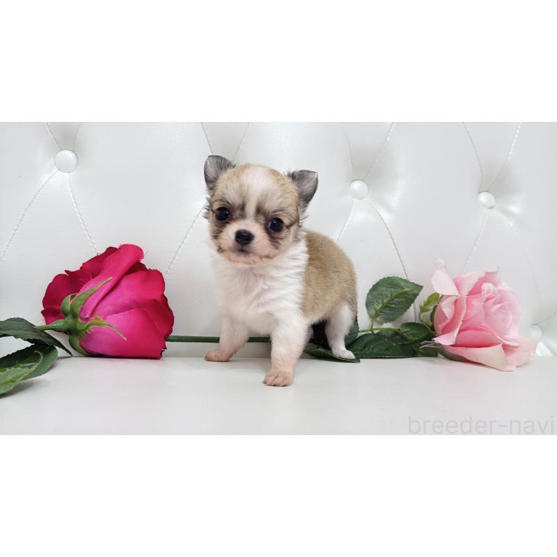 販売中の埼玉県のチワワ(ロングコート)-433842