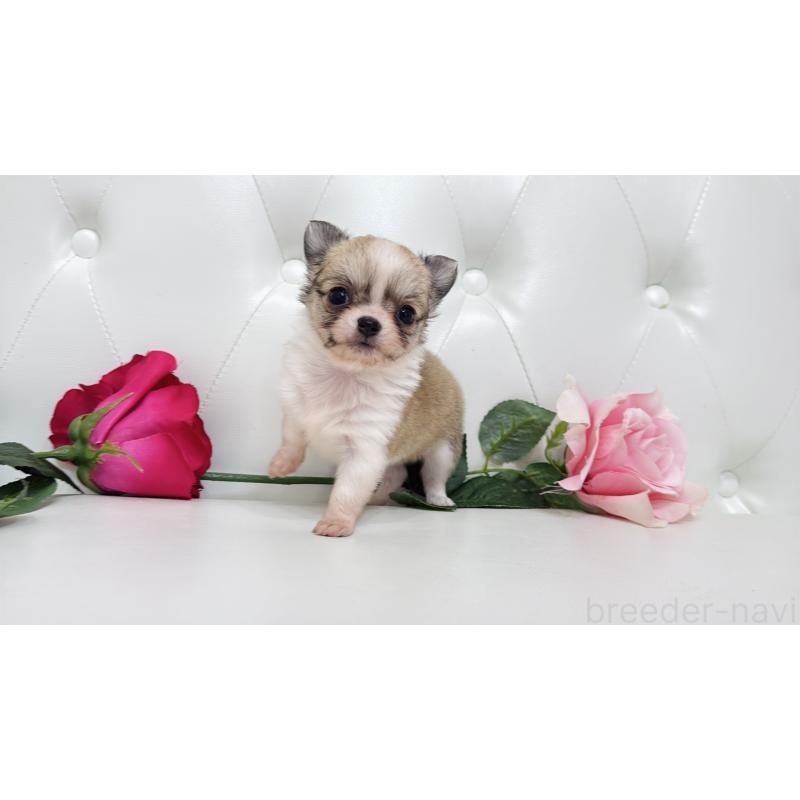 販売中の埼玉県のチワワ(ロングコート)-433842の10枚目