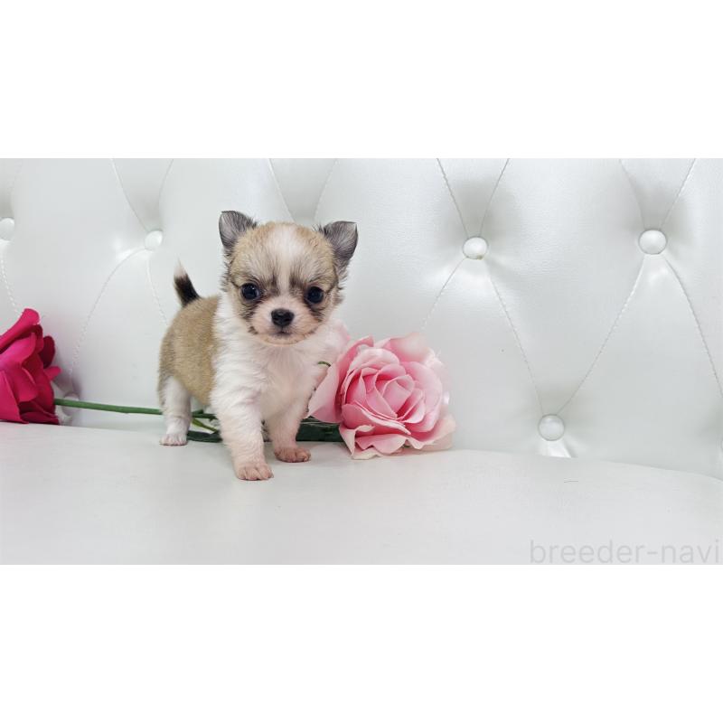 販売中の埼玉県のチワワ(ロングコート)-433842の9枚目