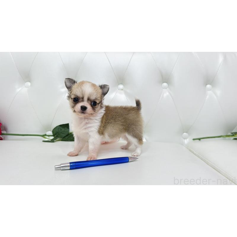 販売中の埼玉県のチワワ(ロングコート)-433842の8枚目