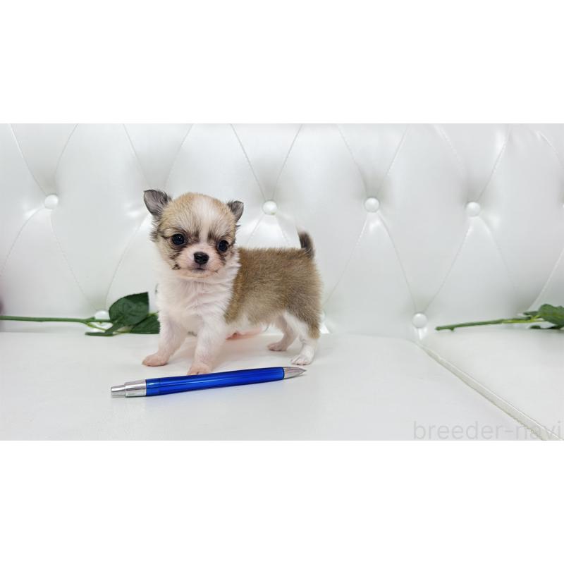 販売中の埼玉県のチワワ(ロングコート)-433842の7枚目