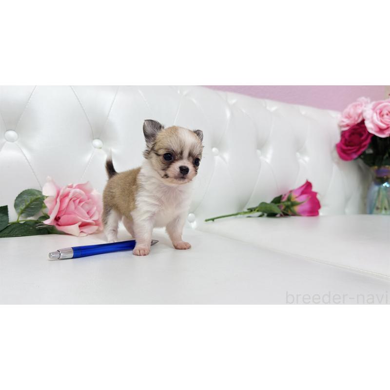 販売中の埼玉県のチワワ(ロングコート)-433842の6枚目