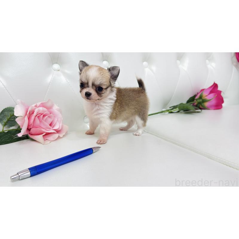 販売中の埼玉県のチワワ(ロングコート)-433842の5枚目