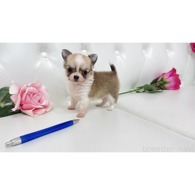 販売中の埼玉県のチワワ(ロングコート)-433842の4枚目