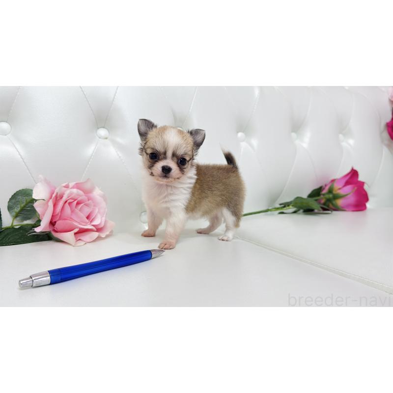 販売中の埼玉県のチワワ(ロングコート)-433842の3枚目