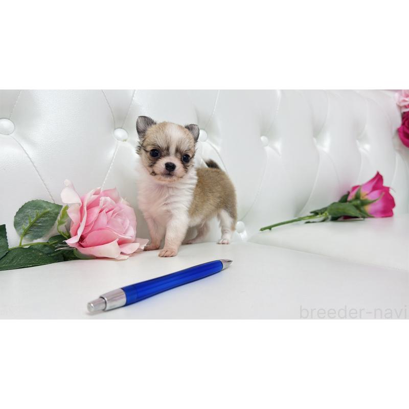 販売中の埼玉県のチワワ(ロングコート)-433842の2枚目