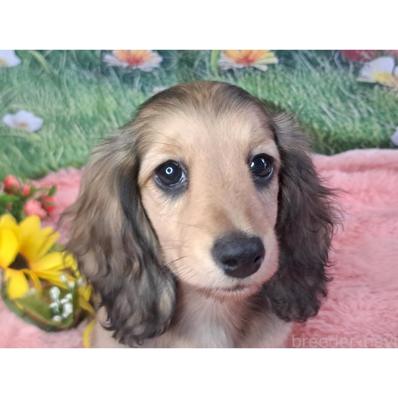 販売中の愛知県のミニチュアダックスフンド(ロングヘアード)-423204