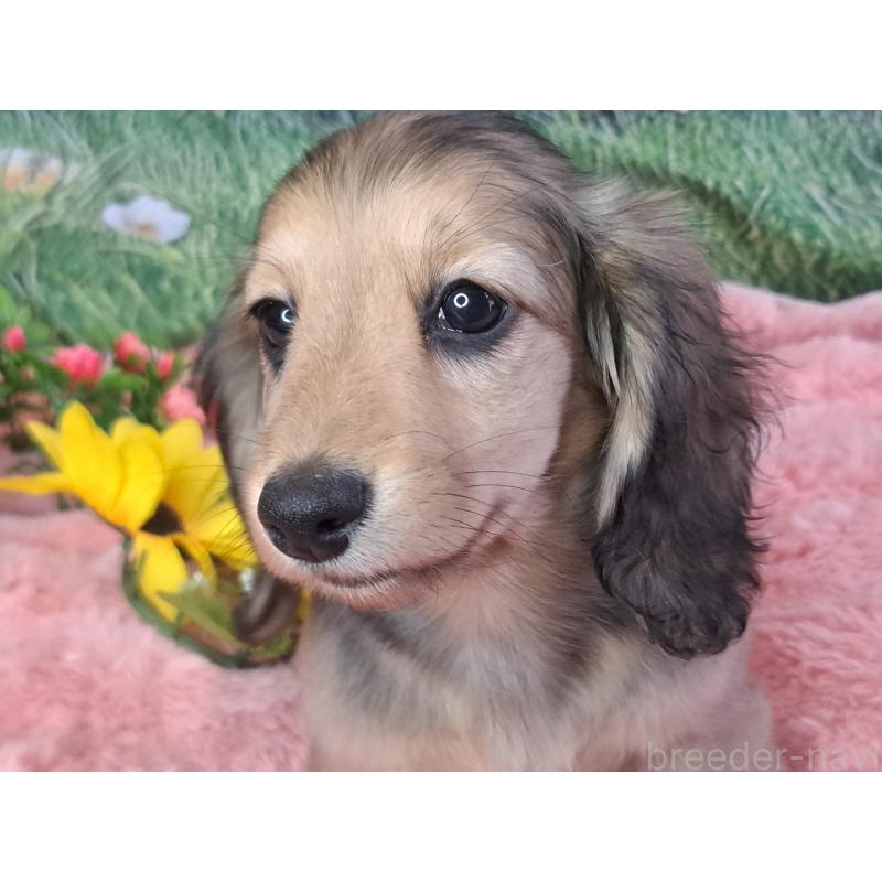 成約済の愛知県のミニチュアダックスフンド(ロングヘアード)-423204の14枚目