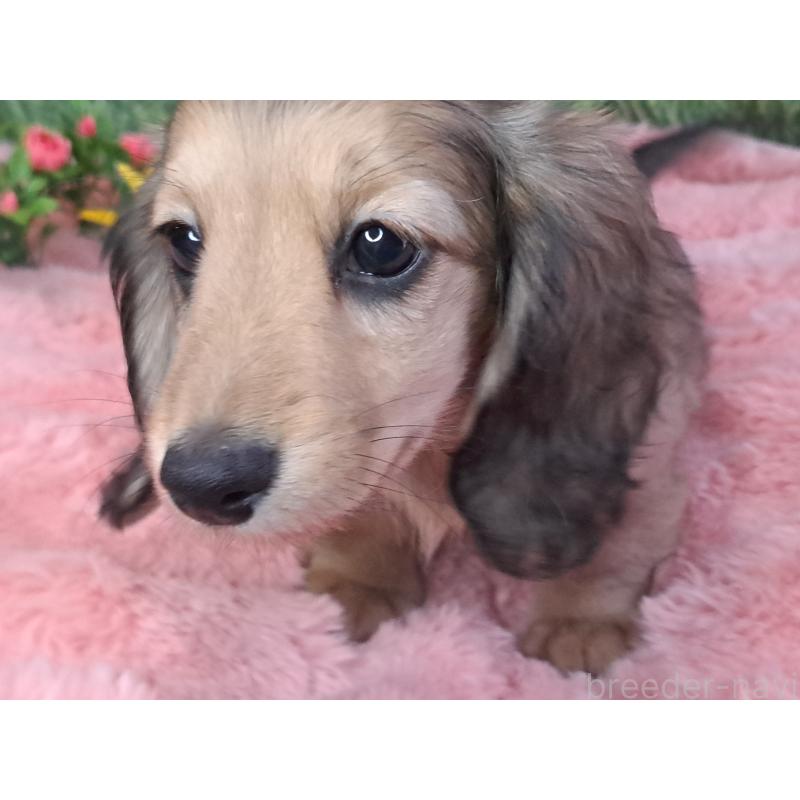 成約済の愛知県のミニチュアダックスフンド(ロングヘアード)-423204の13枚目