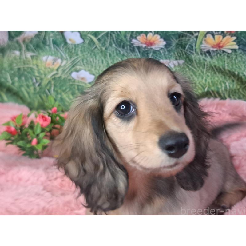 成約済の愛知県のミニチュアダックスフンド(ロングヘアード)-423204の12枚目