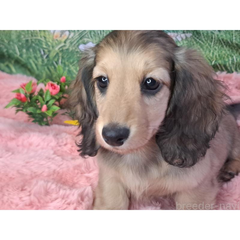 成約済の愛知県のミニチュアダックスフンド(ロングヘアード)-423204の11枚目