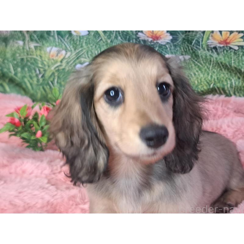 販売中の愛知県のミニチュアダックスフンド(ロングヘアード)-423204