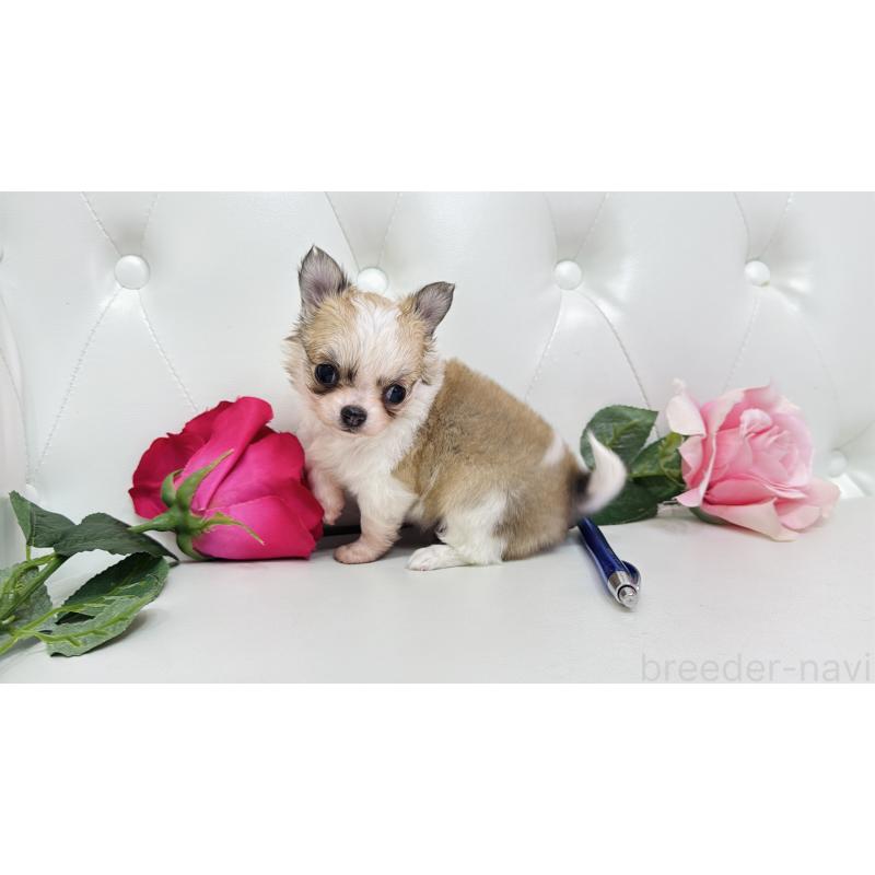 販売中の埼玉県のチワワ(ロングコート)-433843の1枚目