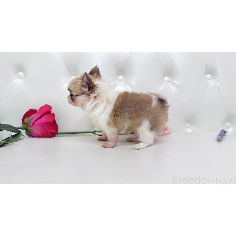 販売中の埼玉県のチワワ(ロングコート)-433843の7枚目